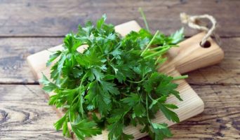Помимо того, что петрушка является вкусной приправой, она обладает несравненными целебными свойствами