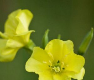 Вечерняя примула для укрепления организма