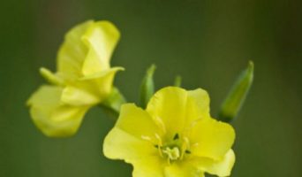 Вечерняя примула для укрепления организма