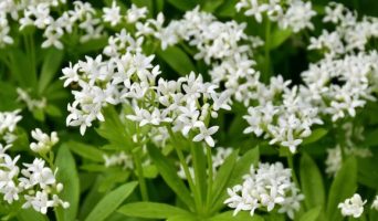 Лазаркиния применяется при заболеваниях почек