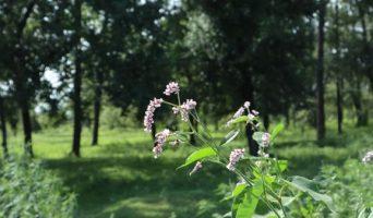 Трава пижмы при кровотечениях