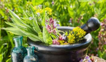 Лимонная мелисса успокаивает и борется с вирусами
