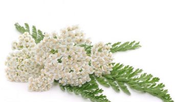 Какие травы полезны для остановки кровотечения