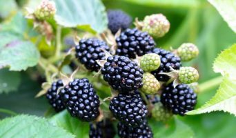 Ежевика обладает множеством лечебных свойств помимо вкуса