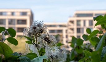Повет эффективен при проблемах с кожей