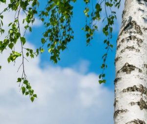 Белая береза — лекарственное растение для лечения заболеваний почек